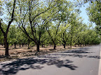 Pecan Orchard