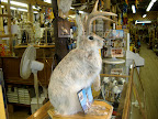 Rabbit