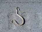 Dead Snake