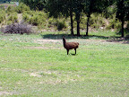 Llamas