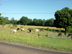 Wildlife