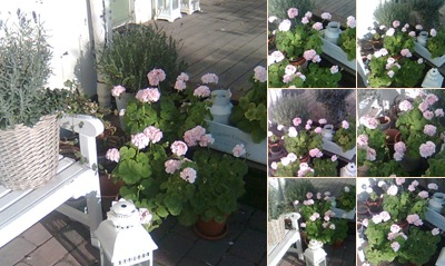 Vis Pelargonier