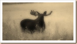 elgokse-sommer-3