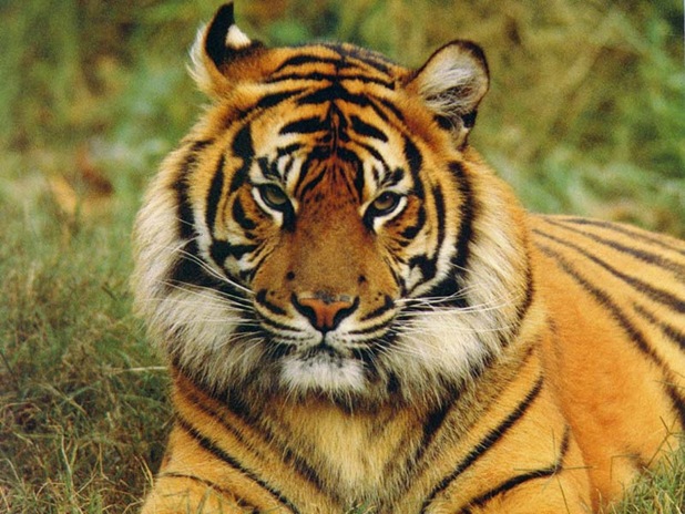 [Bengal Tiger Wallpaper[2].jpg]
