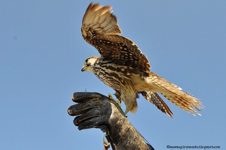 spettacolo falconiereDSC_0625