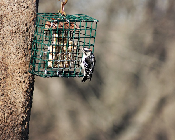 [DSC_0009 copy 2[5].jpg]