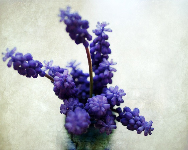 [FLOWERS DSC_0129 copy 2[5].jpg]