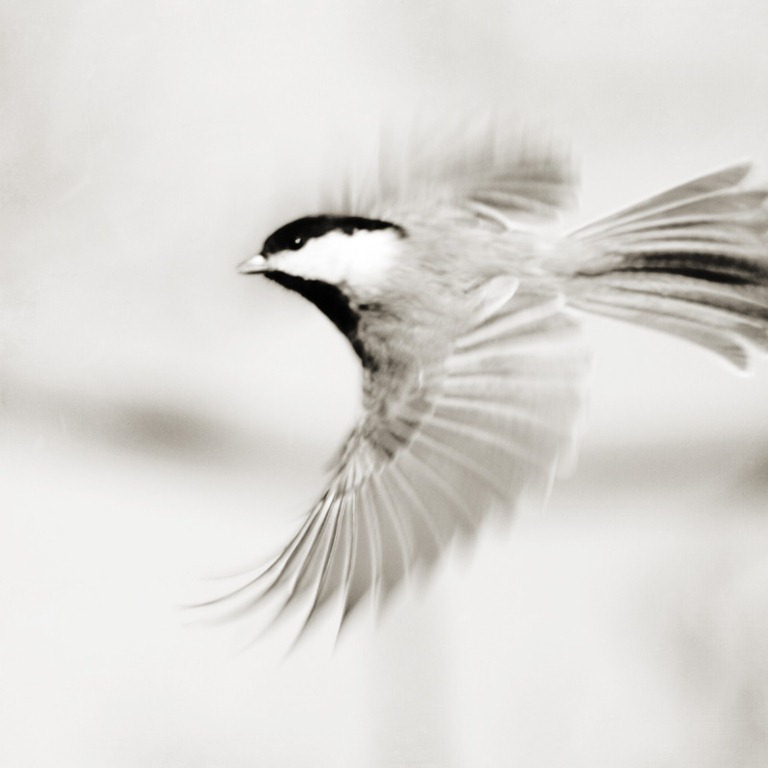 [DSC_0246 copy b&w copy 2[6].jpg]