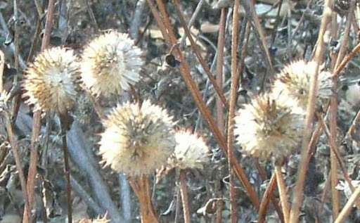 dune sunflower seedhead