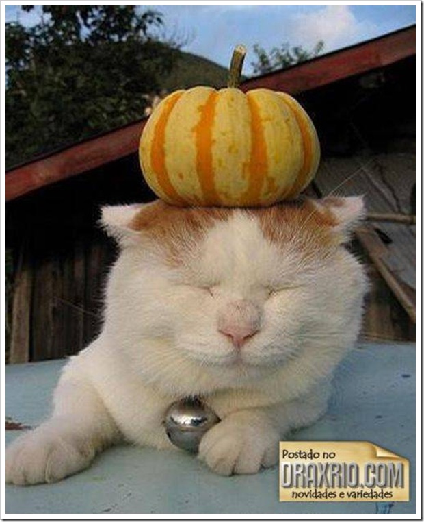 sleeping_cat_05