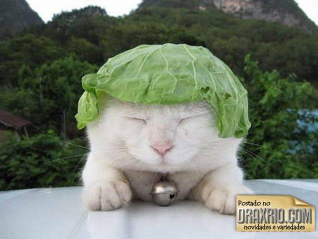 [sleeping_cat_01[7].jpg]