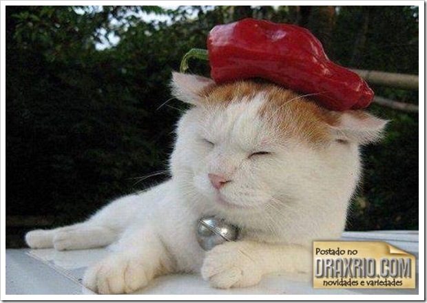 sleeping_cat_11