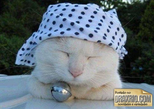 [sleeping_cat_13[4].jpg]