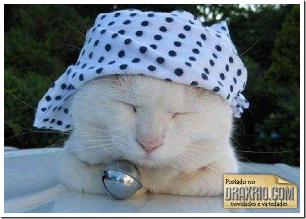 sleeping_cat_13