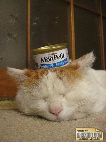 [sleeping_cat_50[4].jpg]