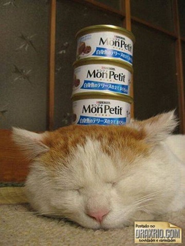 [sleeping_cat_53[4].jpg]