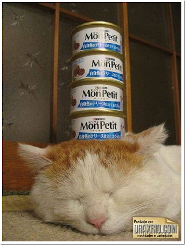 sleeping_cat_54