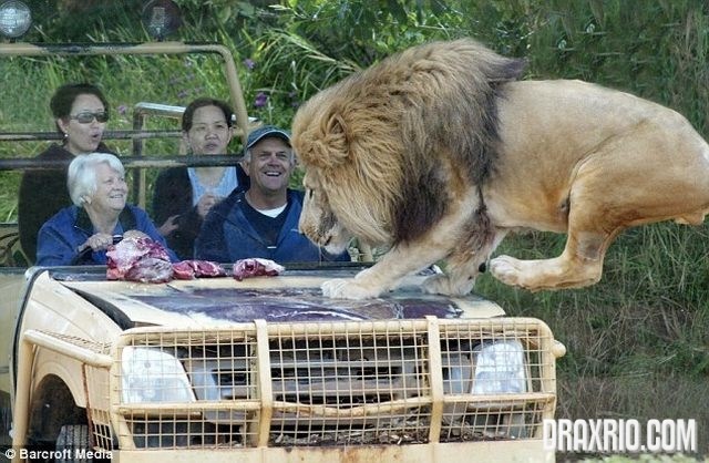 [lion_glass_cage_05[4].jpg]