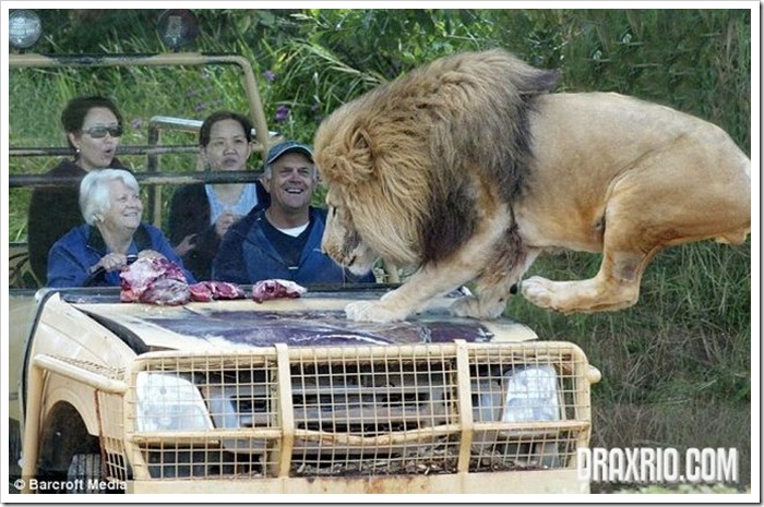 lion_glass_cage_05