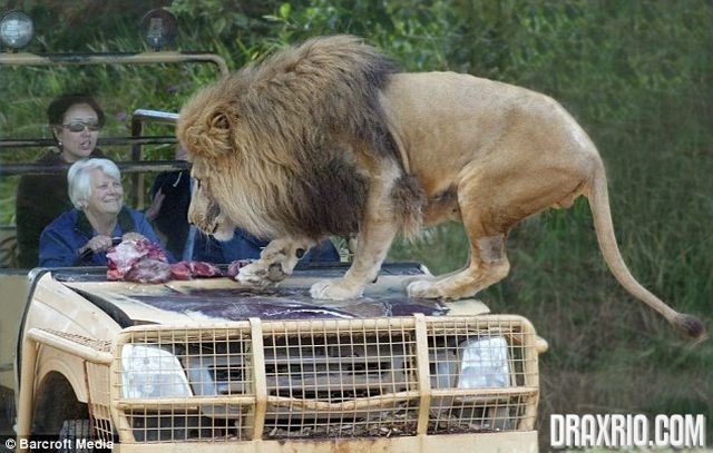 [lion_glass_cage_02[4].jpg]