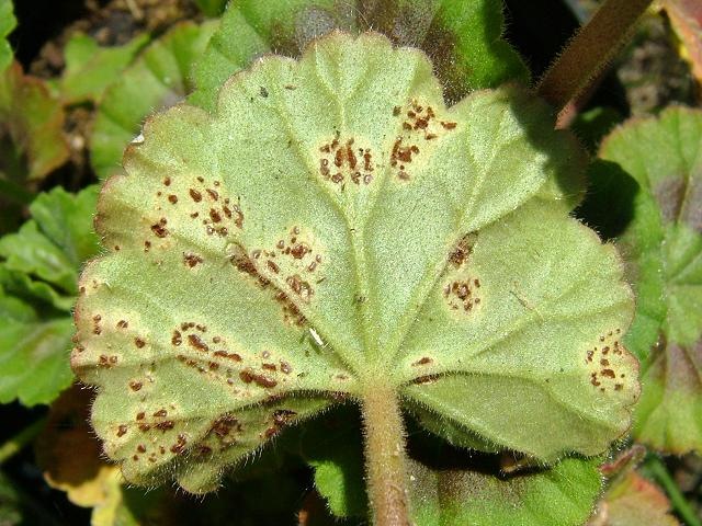 [Fungus-Puccinia pelargonii-zonalis02-05-07[6].jpg]