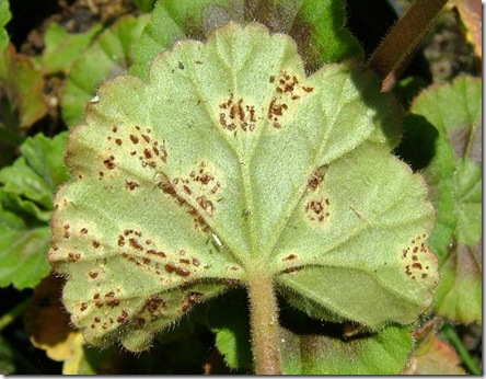 Fungus-Puccinia pelargonii-zonalis02-05-07