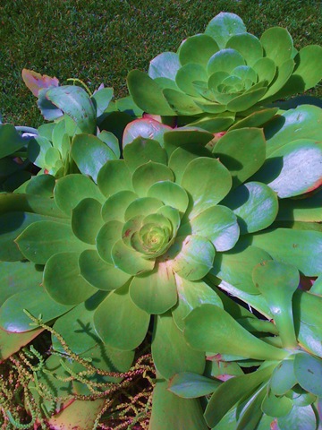 [containergarden0133.jpg]