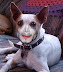 Jacksons dog - Michael Jackson loves his pet. They both are extremely cute.