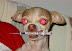 Insane dog - Red eyed puppy - acid freak.