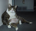 Lazy, fat cat - Look at his tummy!