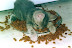 Kitty overdosed - I bet they put something illegal in that cat food.