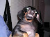 Devils minion - Don't tease this dog. Seriously.