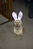Rabbitohound - Rabbit or dog? You decide.