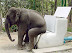Huge toilet - Here I sit - all broken hearted. Tried to shit - but only farted.