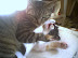 Evil cat - Don't look in his eyes! Don't!