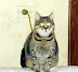 Electric cat - Works fine in 220 W network.