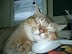 Cat - Been browsing porn all night long.