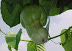 Sexy tomato - It's green - it's naughty - it's hard as rock.