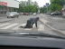 Drunk bum - At least he still understands where to cross the street.