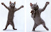 Ninja cat - Even more dangerous than samurai monkey.