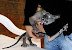 Demon cat - Your soul looks tasty!