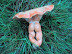 Chanterelle - There is nothing wrong with this mushroom. It's just your dirty mind.
