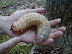 Worm - That's gonna be one big butterfly someday.