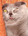 Kitten - Cute kittens and hot chicks always brings extra attention to website.