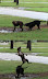 I'd fight for a mud pit as well - Actually the dog is lifting off and the other one is holding it back.