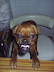 Adorable puppy - There is nothing that can melt your heart more than a cute puppy.