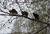 Cat gangbang - I just love springtime.
