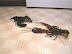 Lobster fight - I blame that hiphop music they listening to these days.