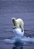 Global warming - I see a shark vs polar bear water-fight coming...