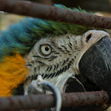 Zoo 2009